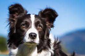 It will be a while before i can go to my new home because i have a lot of medical problems that can hopefully be corrected. Rasseportrait Border Collie Charakter Eigenschaften Deine Tierwelt De Magazin