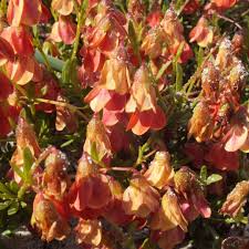 Image result for Hermannia eenii