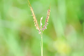 Image result for Ischaemum