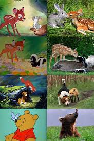 Disney Vs Real Animals Disney Eyes Disney Jokes Disney Princess Pictures