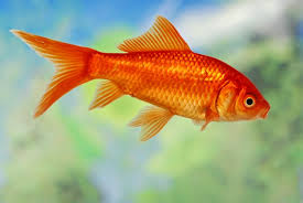 Maybe you would like to learn more about one of these? 90 Gambar Ikan Mas Koi Kartun Cikimm Com