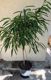 Image result for Ficus fischeri