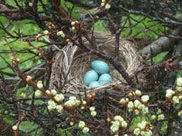 Talk About Robin S Egg Blue Kus Yuvasi