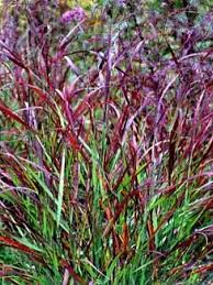 Panicum Virgatum Rotstrahlbusch Vingergras De Tuinen Van Appeltern Siergrassen Tuin Siergras