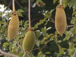 Image result for Grewia inaequilatera