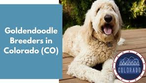 We did not find results for: 10 Goldendoodle Breeders In Colorado Co Goldendoodle Puppies For Sale Animalfate