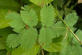 Image result for Mimosa diplotricha
