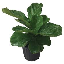 Jan 25, 2021 · the good news is that, once acclimated, the fiddle leaf fig (ficus lyrata) can grow to 6 feet or taller, making it a stunning statement piece. Ficus Lyrata Fiddle Leaf Fig Tree 10 Dark Green Fl10 Rona