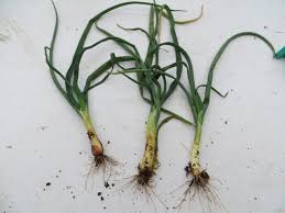 Image result for phytomyza gymnostoma