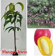 We did not find results for: Jual Beli Anak Pokok Dan Bunga Kg Demit 2021