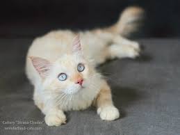 Everyone loves baby animalsincluding us. Neva Masquerade Beautiful Cat Color Cream Point Blue Eyes In The Cattery Strana Chudes You Can Choose Beautiful Hypoalle Pretty Cats Cats Snowshoe Kittens