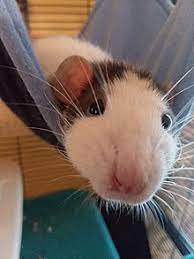 Fancy Rat Wikipedia