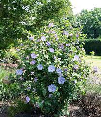 Wenn sie wissen, wie man hibiskuspflanzen pflegt, werden sie mit. Gefullter Hibiskus Chiffon Blau 1a Pflanzen Baldur Garten