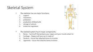 Entryway storage bench brings beauty and function to busy homes. Skeletal System The Skeleton Has Six Major Functions Ppt Download