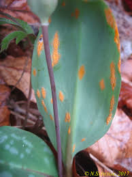 Image result for Secamone delagoensis