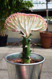 Costa farms' crested euphorbia houseplant is shipped in a decorator pot so is an instant gift or element of home decor. 28 Gardening Is Fun Coral Cactus Ideas Coral Cactus Cactus Cactus Plants