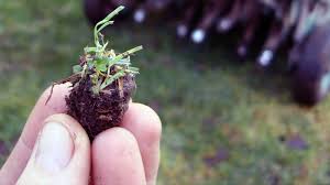 Find the best lawncare specialist in minutes. Spikes Lawn Care Blaine Mn Call 763 780 5299 For Expert Lawn Care Yard Mowing Yard Maintenance And Landscaping In Anoka County Minnesota Lawn Mowing Yard Service Landscaping Spring Fall Clean Ups