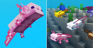 The aquatic passive mob added in the caves & cliffs update. Minecraft Everything You Need To Know About Axolotls