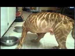 Tiger Stripe Black And Brown Pitbull Allbullterriervideos Com Red Nose Pitbull Pitbulls Pretty Dogs