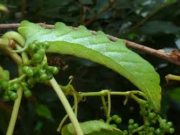Image result for Cissus rubiginosa