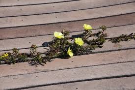 Image result for Grielum