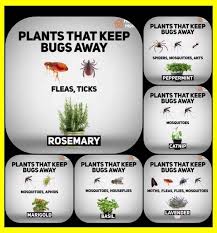 Shop pest control and more at the home depot. Plants That Keep Bugs Away Natural Plant Pesticide Organic Gardening Pest Control Sprays Mosquito Repelling Plants Plant Bugs Garden Yard Ideas