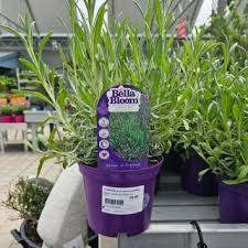 Image result for Lavandula angustifolia Vera