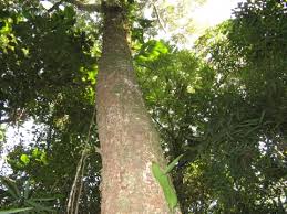 Image result for Calophyllum