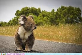 Koala Crossing In 2020 Animals Beautiful Cuddly Animals Koala