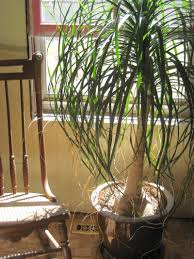 Image result for Beaucarnea recurvata