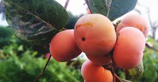 Remember that some persimmons require 2 or more trees in order for the blossoms to be pollinated and bear fruit. Growing Persimmons The Complete Guide To Plant Grow And Harvest Persimmon