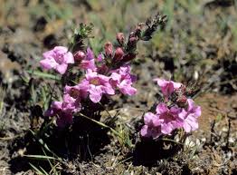 Image result for Graderia