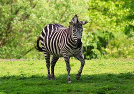 Image result for zebra