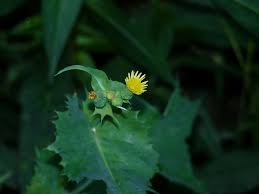 Image result for Sonchus oleraceus