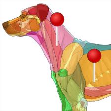 Each system consists of organs, glands and blood vessels that work together in the animal. Labeled Atlas Of Anatomy Illustrations Of The Dog