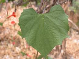 Image result for Ipomoea hederifolia