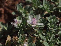 Image result for Bergia