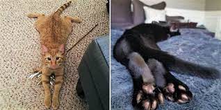 Does Your Cat Sploot Here S Why Your Feline Likes Sitting Like A Frog Cole Marmalade