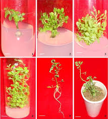 Image result for Phyllanthus fraternus