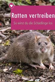 Diese frage stellt sich jeder der einen rattenbefall im grundstück hat? Ratten Vertreiben So Werden Sie Die Lastigen Schadlinge Los Rats Amazing Gardens Gardening Tips