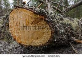 Image Result For What Does Resinous Wood Look Like Wood Crafts Firewood