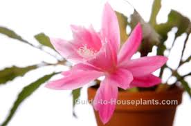 You are in the right place, my friend! Orchid Cactus Care How Tos And Pictures Epiphyllum Spp And Hybrids