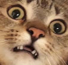 Pin By On C A T S Cute Cat Memes Cats Cat Memes