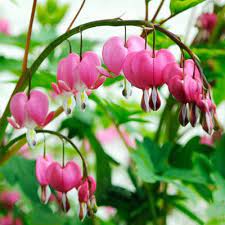 Dicentra Spectabilis 2 3 Eye Bleeding Heart Bleeding Heart Flower Amazing Flowers