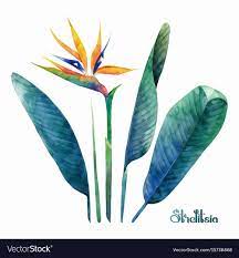 Watercolor Strelitzia Collection Royalty Free Vector Image Sponsored Collection Strelitzia Wat Vector Trees Plant Illustration Birds Of Paradise Plant