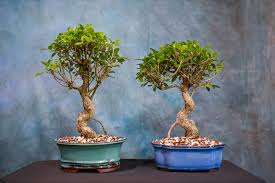 Image result for Ficus barteri