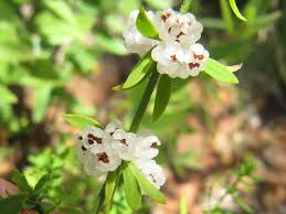 Image result for Pollichia