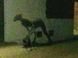 Tiene seis patas, múltiples púas y varios dientes afilados. Half Human Half Animal Dogzilla Threat Is Latest Internet Photo Hoax
