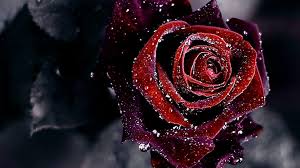Rose so proud uploaded by: Roses Desktop Wallpapers 54 Best Roses Desktop Wallpapers And Images On Wallpaperchat