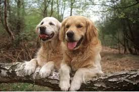 Maybe you would like to learn more about one of these? Golden Retriever Dogs Two On Forest Walk Resting With Framed Photos